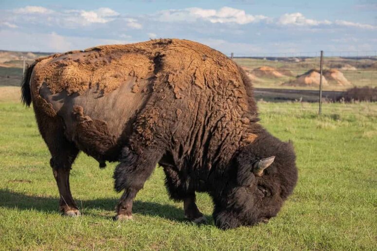 Budget Saker att göra i North Dakota